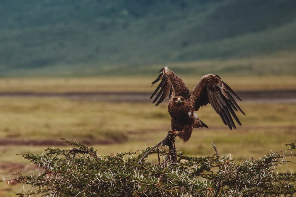 Ngorongoro, Tanzania